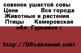 совенок ушастой совы › Цена ­ 5 000 - Все города Животные и растения » Птицы   . Кемеровская обл.,Гурьевск г.